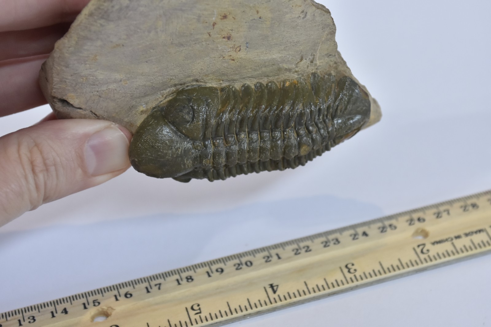 Trilobite Fossil Reedops - Fine Detail - on Matrix - Morocco - Large 3" - #36