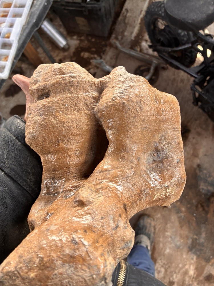Large Fossilized Mammal Bone Specimen