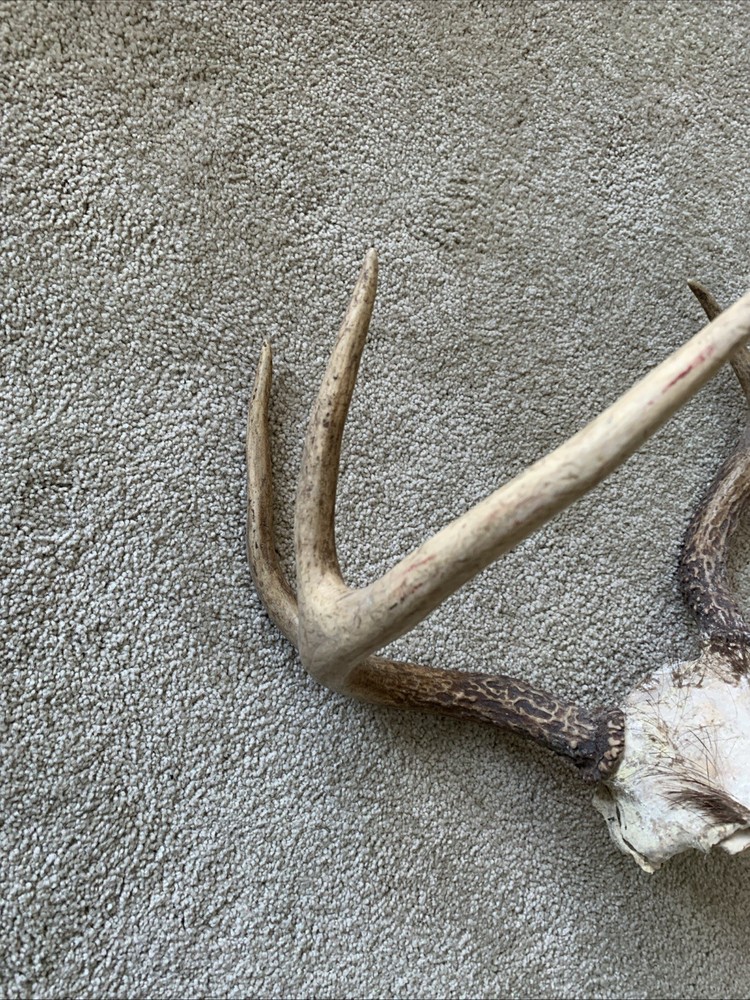 Six Point Whitetail Deer Antlers