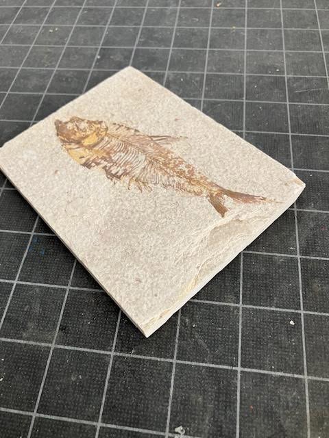 Fossil of a fish