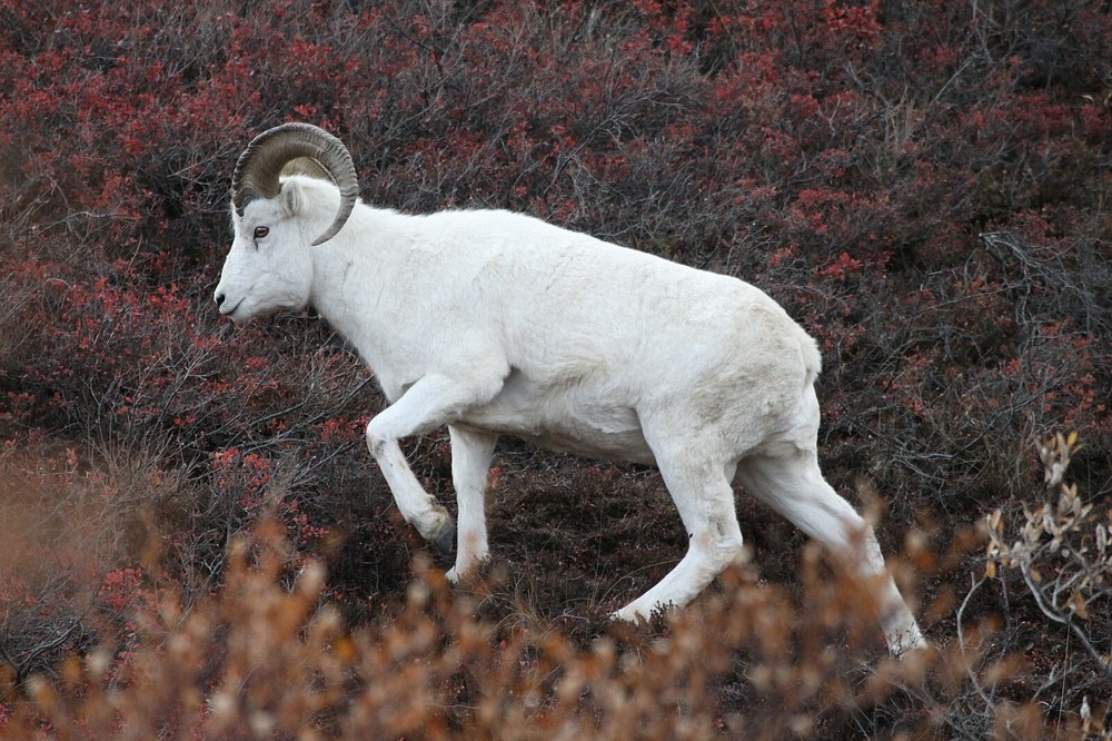 Dall Sheep Taxidermy Reference Photo Cd