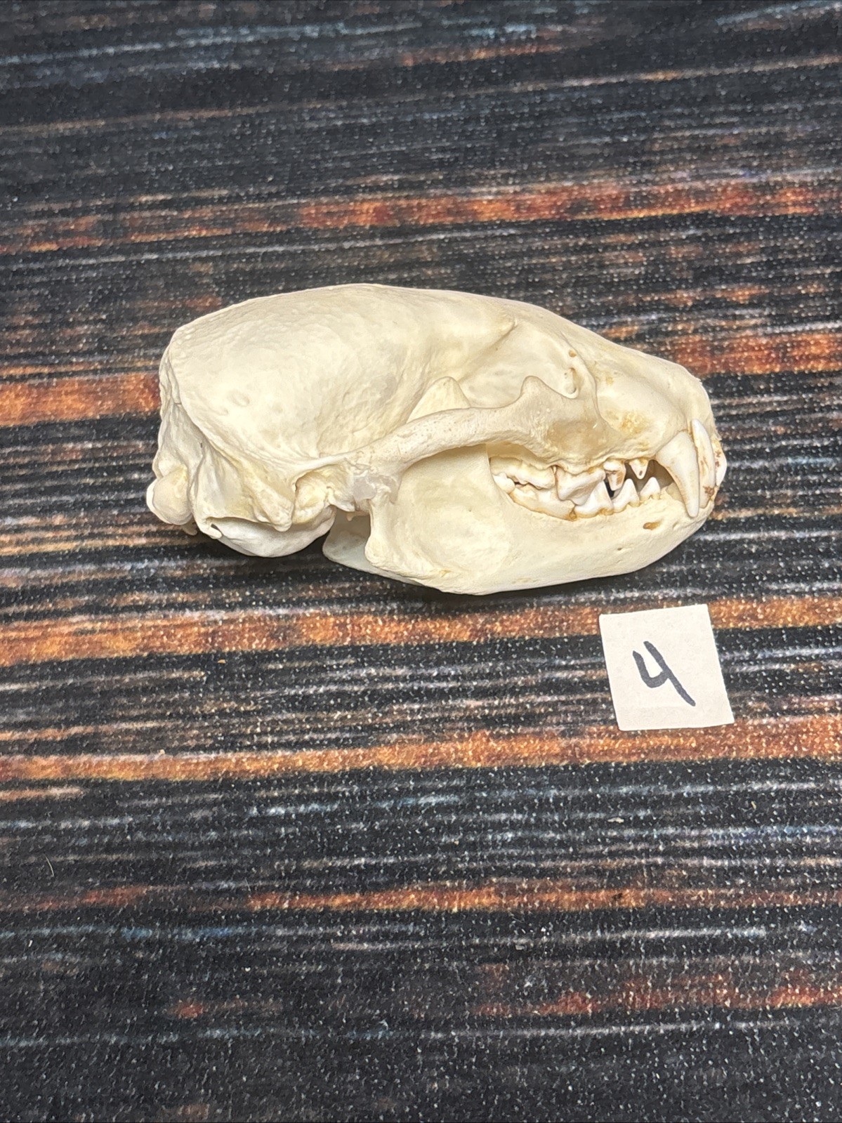 Real XL Badger Skull Unique Gift Halloween Craft Animal Mount Art Model Head Odd