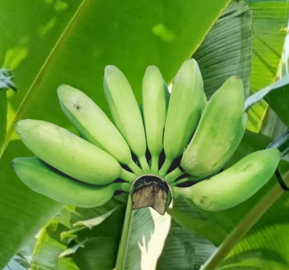 Banana Fresh