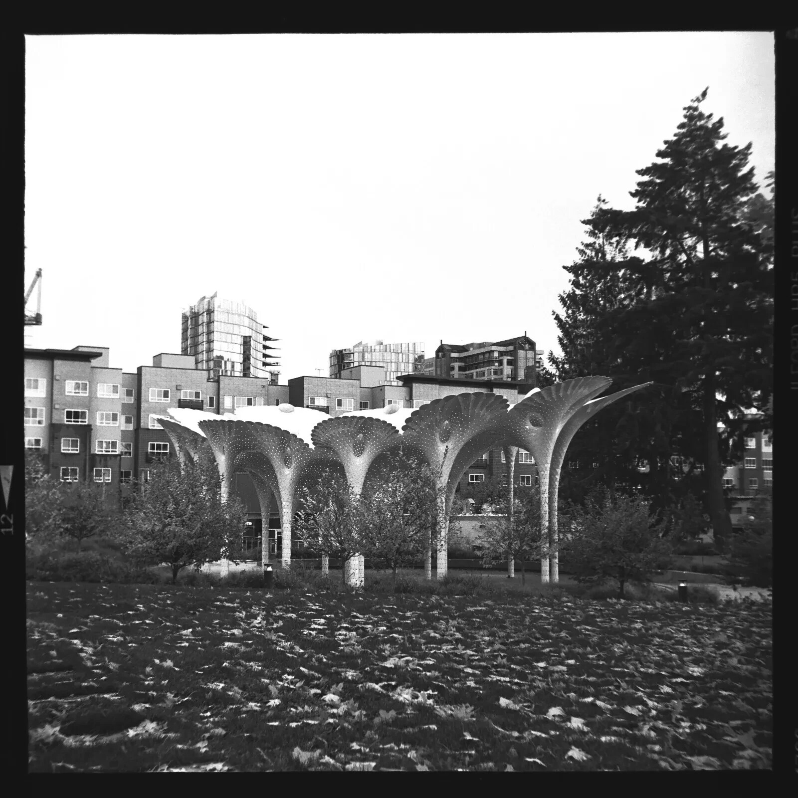 Cumulus Medium Format 120 Film Scanning Digitalize System with DSLR Mirroless V2