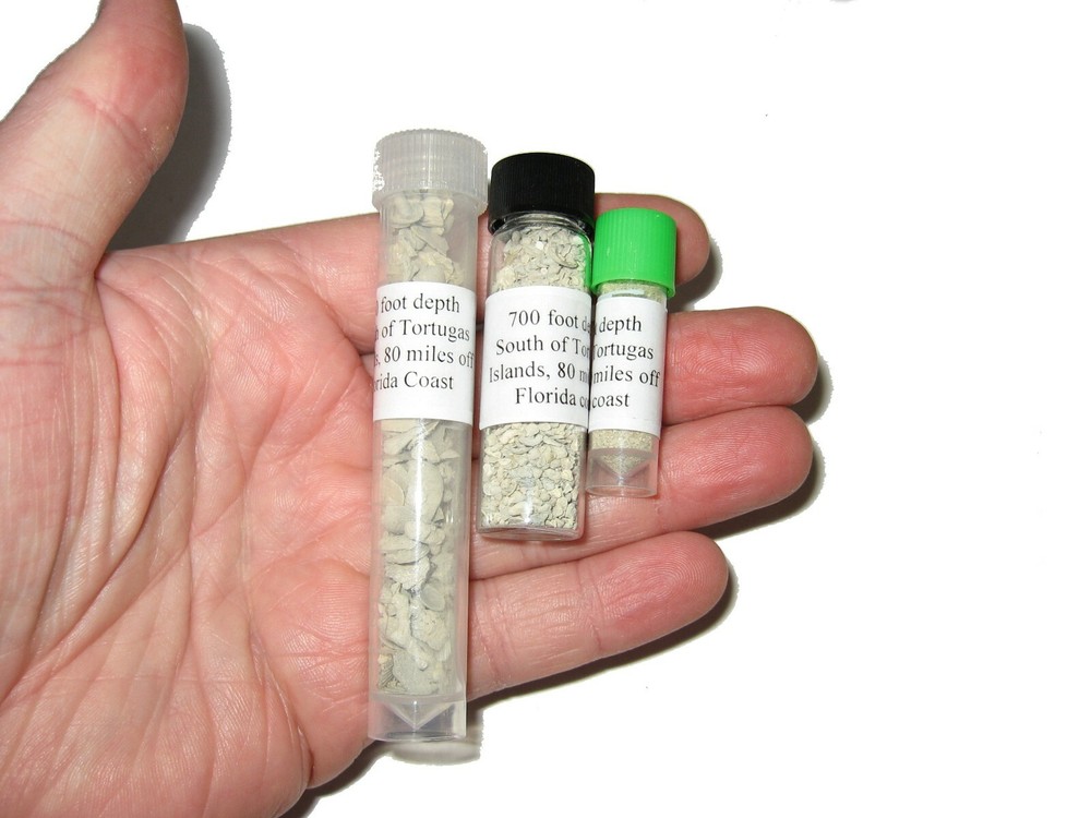 Holocene TORTUGAS Island microfossil sample COLLECTION Superb unusual specimens