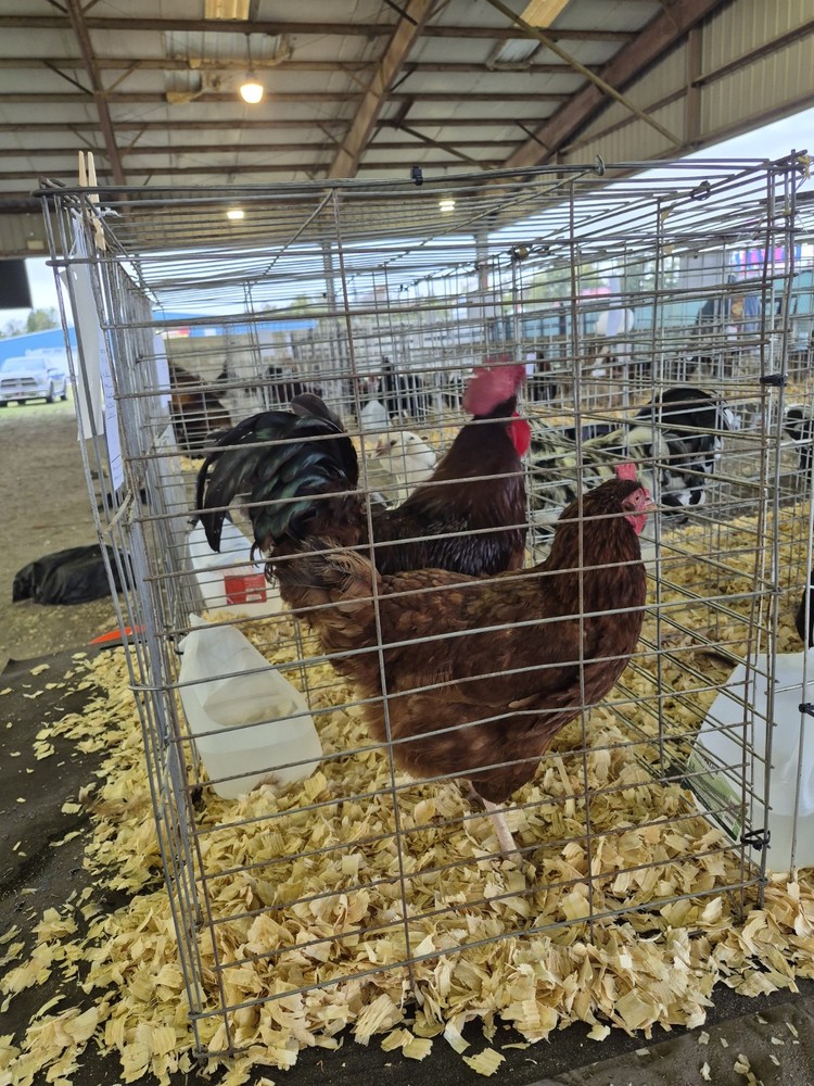 Rhode Island Red hatching eggs 10+ read entire listing