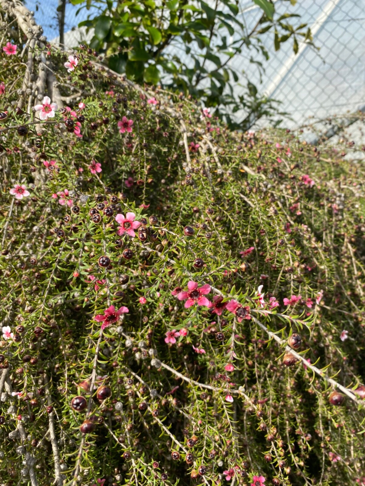 Weeping Manuka - pink flowers - 500 seeds - Leptospermum scoparium -from NZ