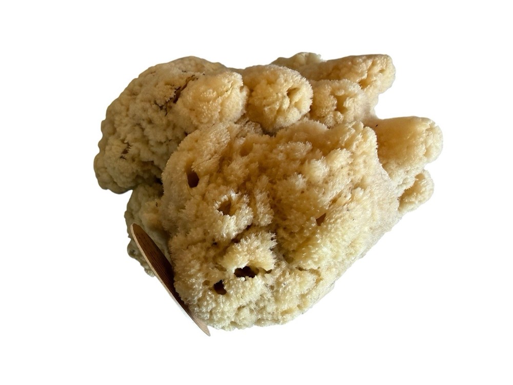 Sea Sponge From Florida Sponge Docks