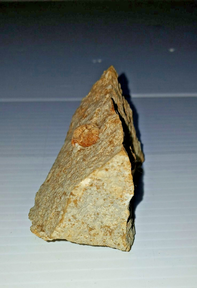 Trilobite Fossil
