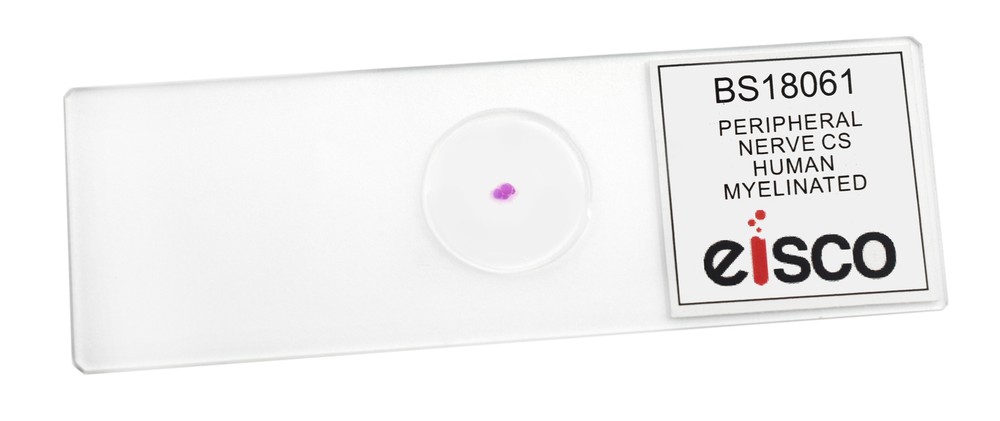 25PK Peripheral Nerve - Prepared Microscope Slides, 75x25mm - Eisco Labs