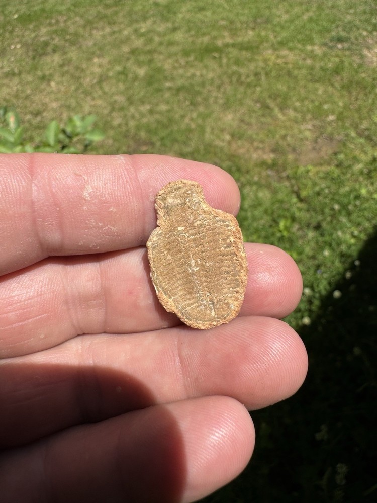 Nice Trilobite Fossil
