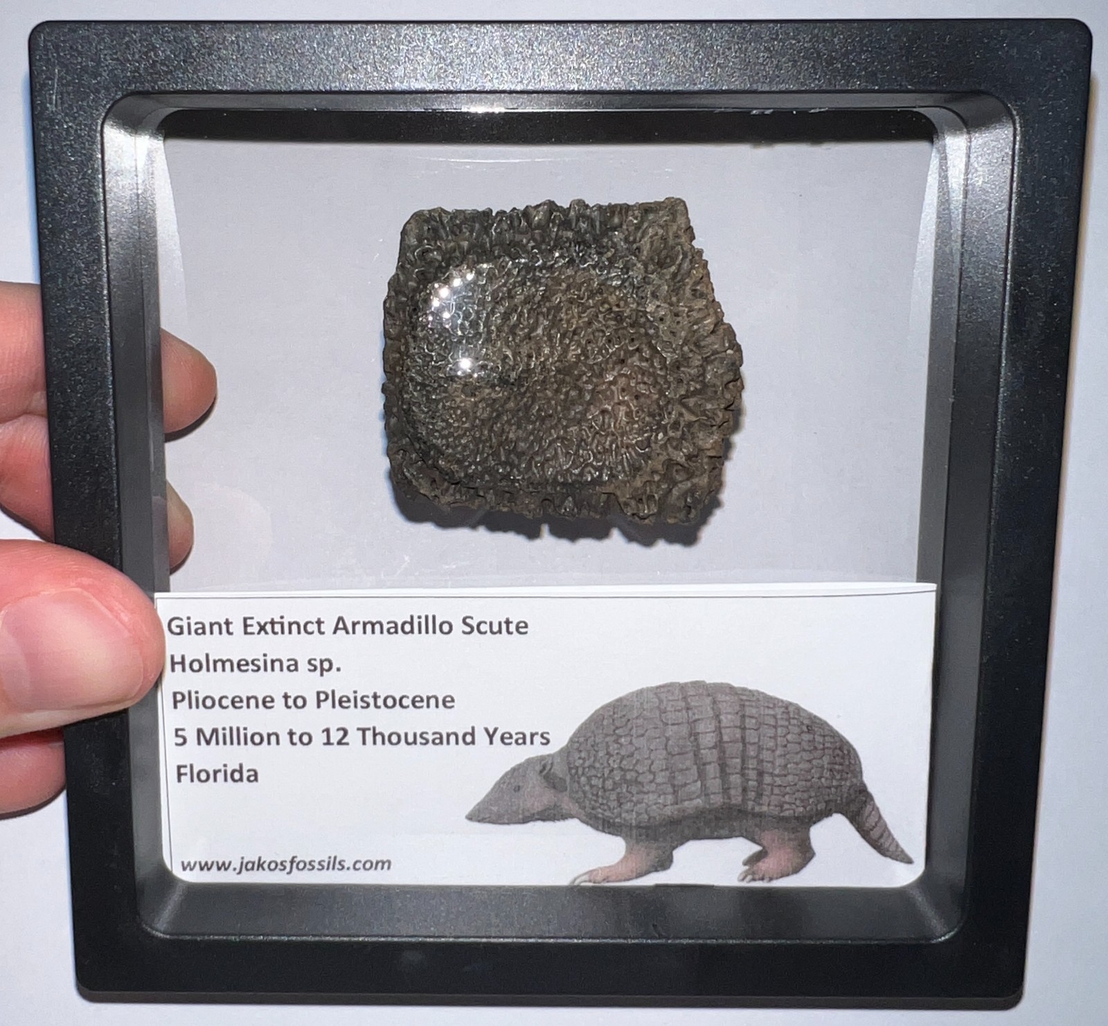 RARE Ice Age Fossil HOLMESINA GIANT ARMADILLO Scute Bone Armor Lot ONE PER ORDER