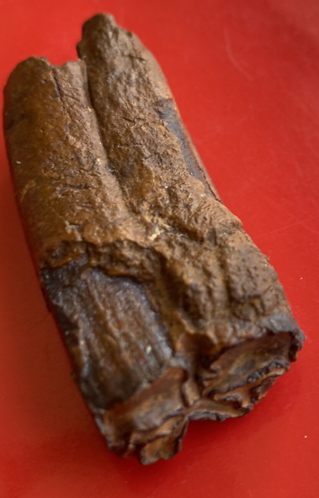 BONE VALLEY HORSE TOOTH - OVER 2”- NO RESTORATIONS