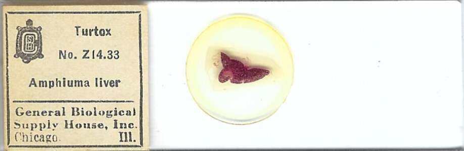 Conger Eel Amphiuma sp. Liver Microscope Slide