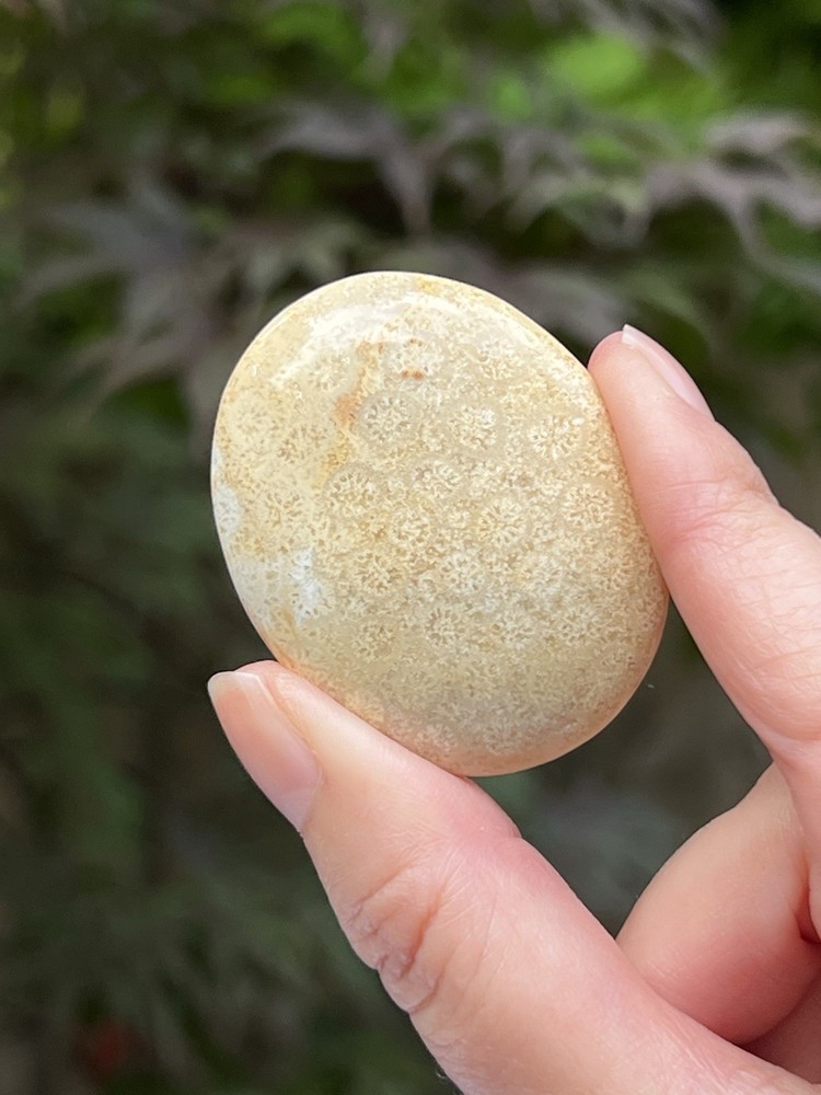 Fossilized Coral Crystal Palmstone AAA+ 30