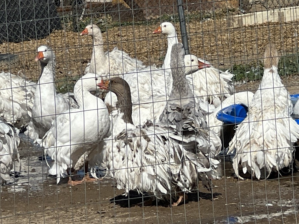 Sebastopol Goose Hatching Eggs