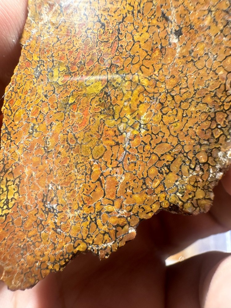 Dinosaur bone rough **hxtled end cut