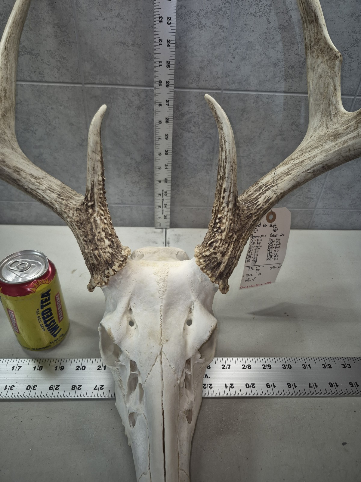 HUGE Wild 10pt 166" Whitetail Deer Skull European Decor Man Cave Taxidermy Buck
