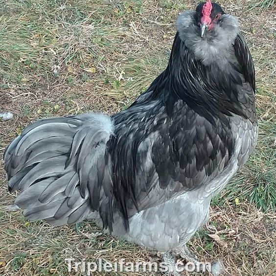 12+ ~ EASTER EGGERS ~COLORED Egg Assortment~ Fertile Chicken Hatching Eggs A++++