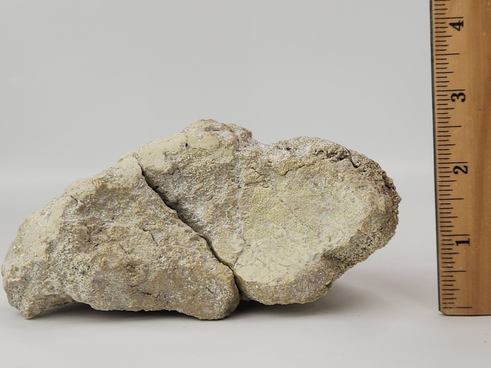 Titanothere Scapula Bone (Partial) - White River Group - Chadron Fm. - NE