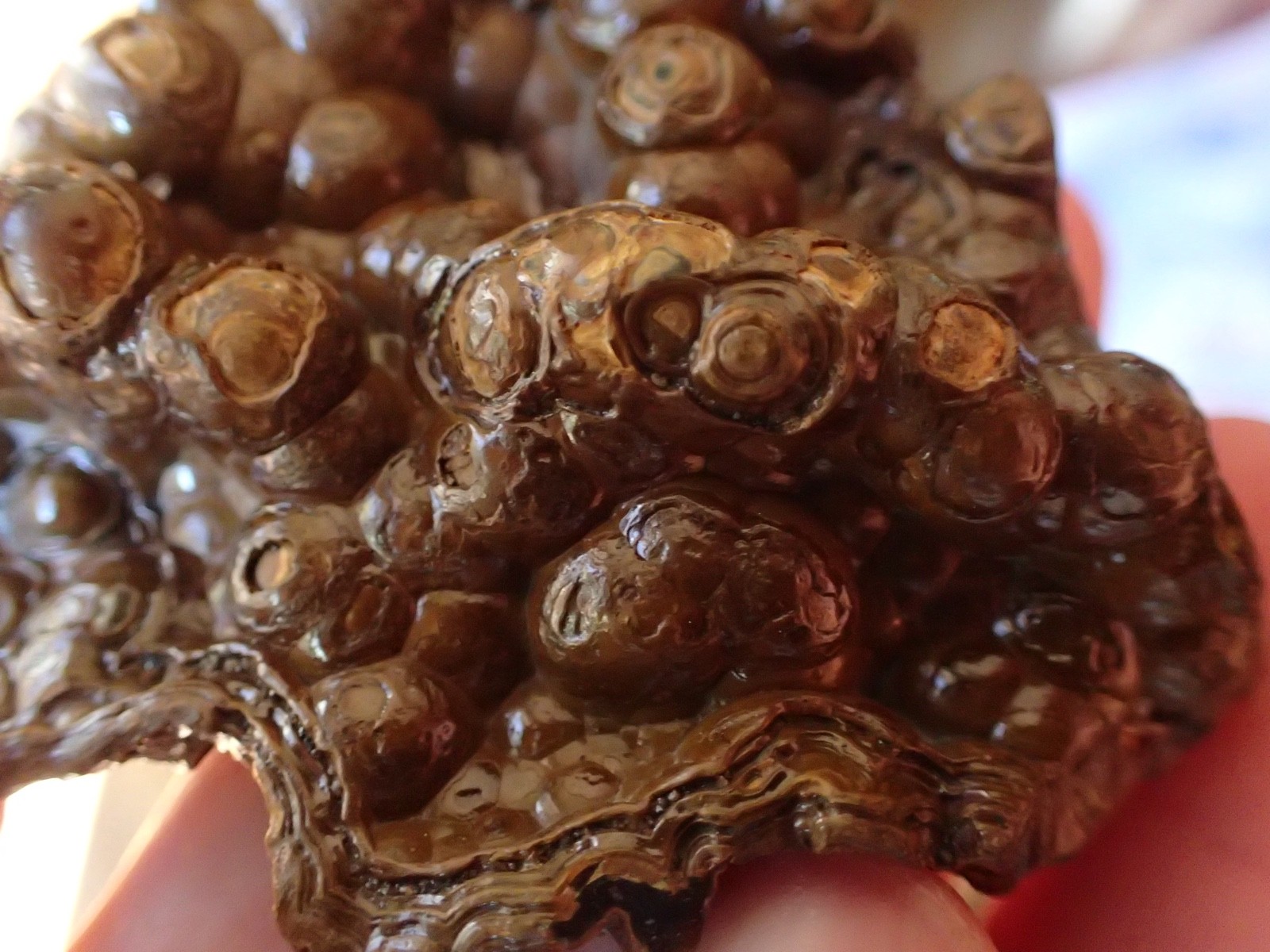 Botryoidal Fossil Coral Geode Fragment GA Agate Amber Display Sea Specimen WC51
