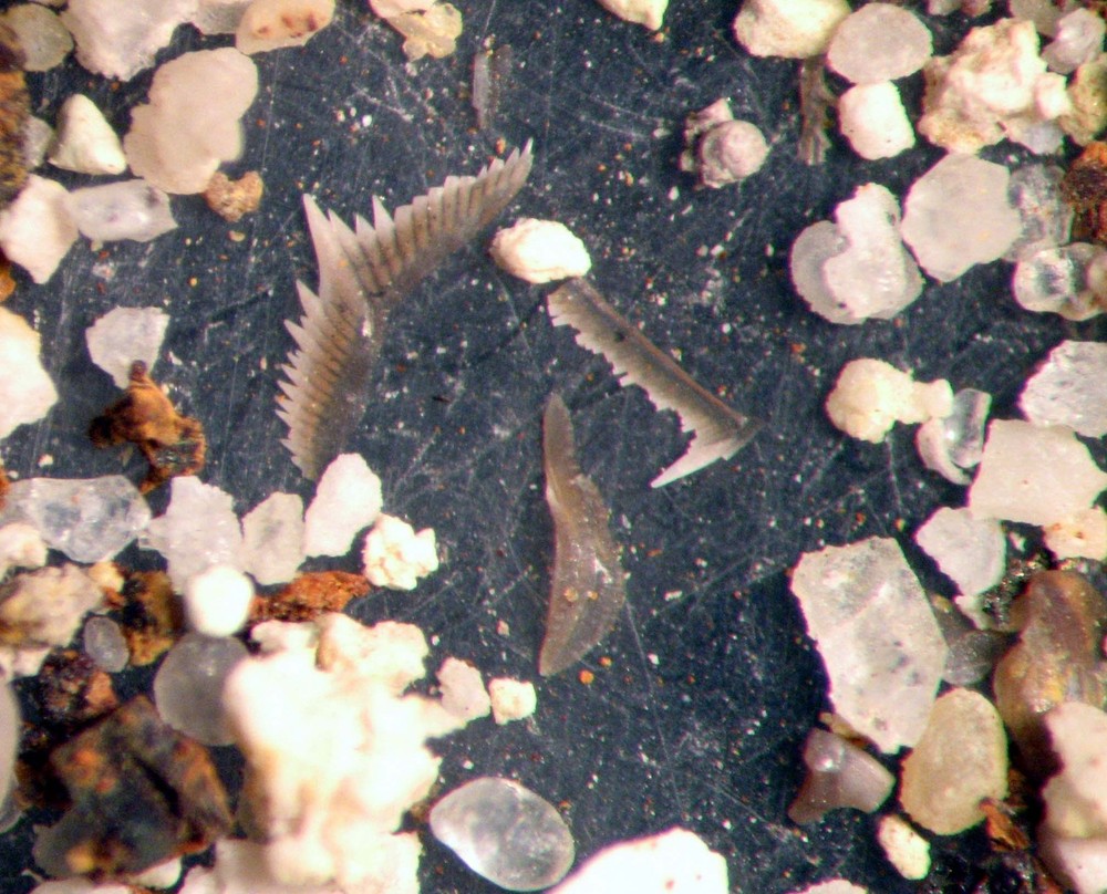 Mississippian Conodont microfossil matrix sample Chappel Limestone Super Rich