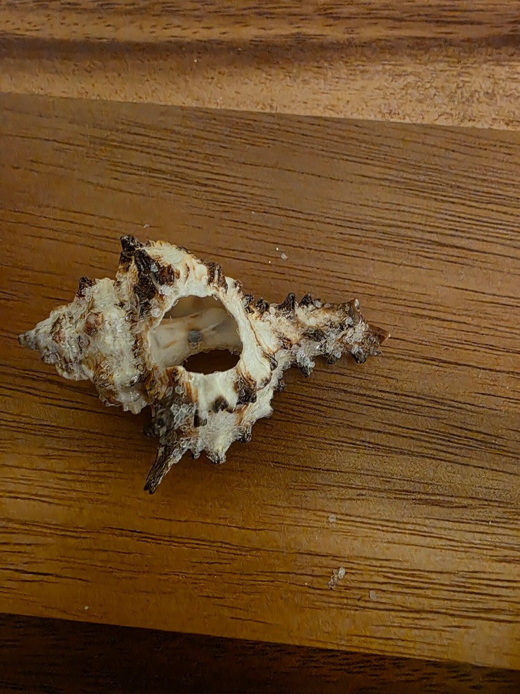 Ocean Seashell Lot - Estate Find