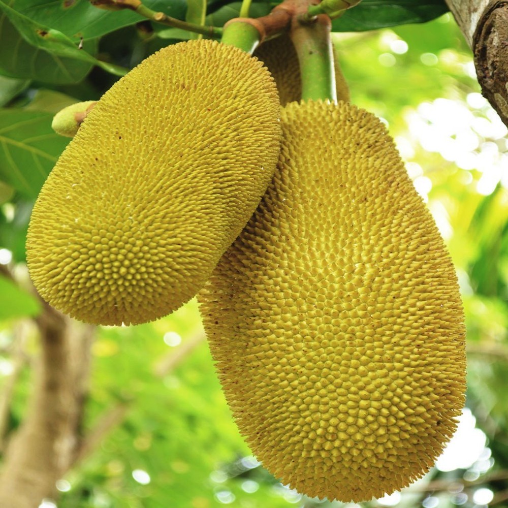 1 whole fresh jackfruit