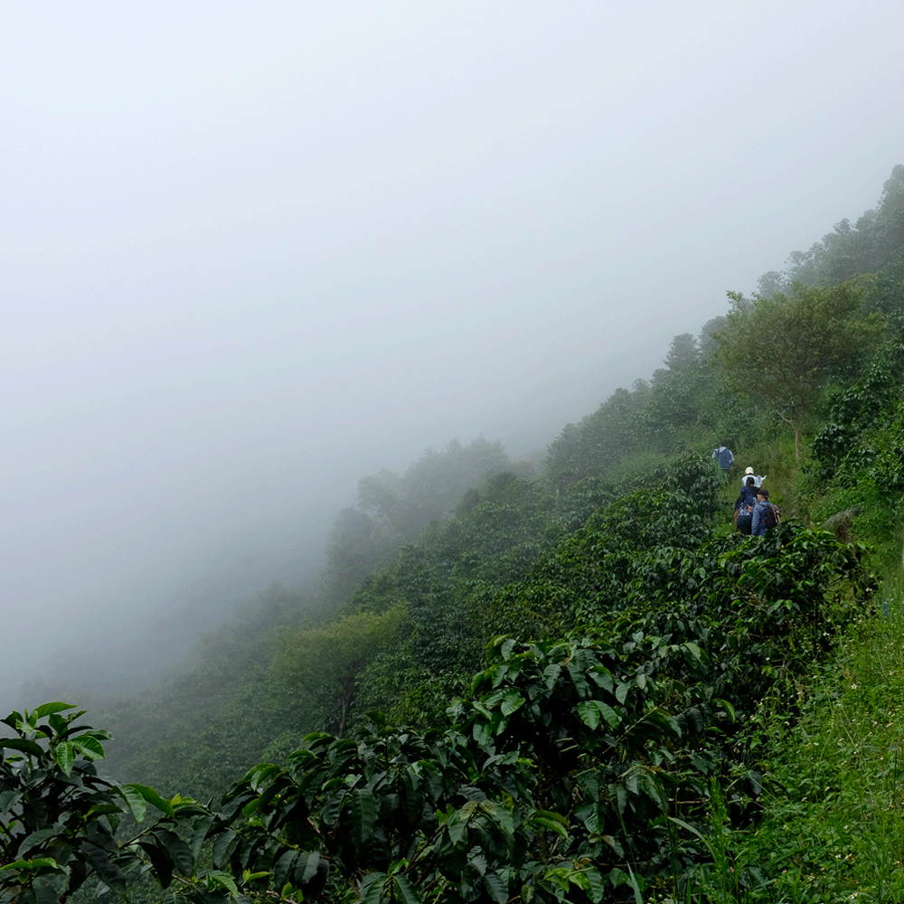 TANZANIA KILIMANJARO COFFEE BEANS PEABERRY MEDIUM ROASTED 5 POUNDS