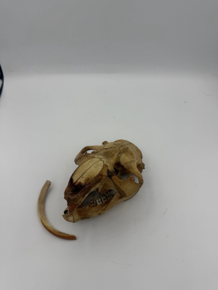 Beaver Skull W/Unique Tooth
