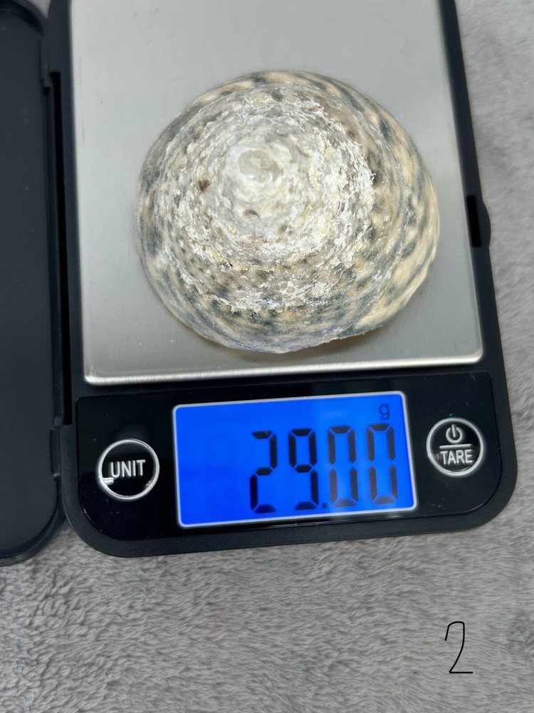 Indo Pacific Large Top Shell Trochus Niloticus 2.25"