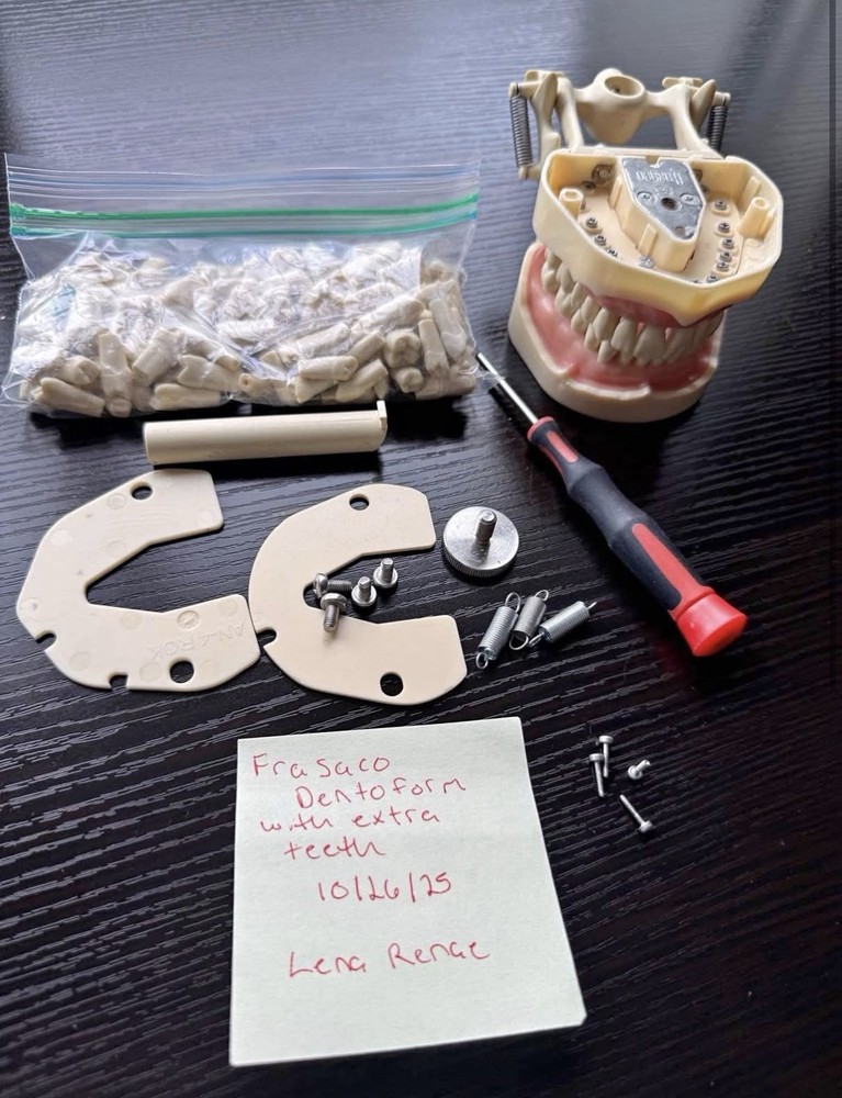 Frasaco Dental Dentoform