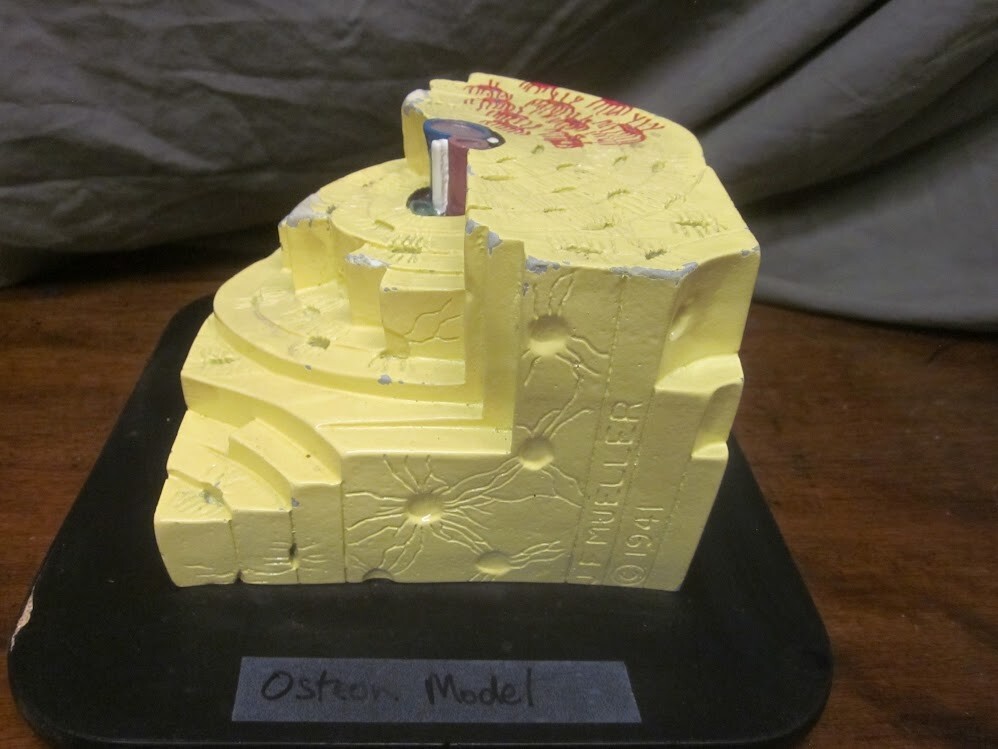 Vintage 1941 Mueller Human Bone Structure Osteon Model