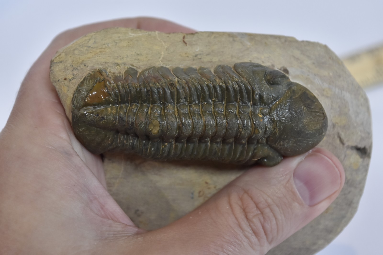 Trilobite Fossil Reedops - Fine Detail - on Matrix - Morocco - Large 3" - #36