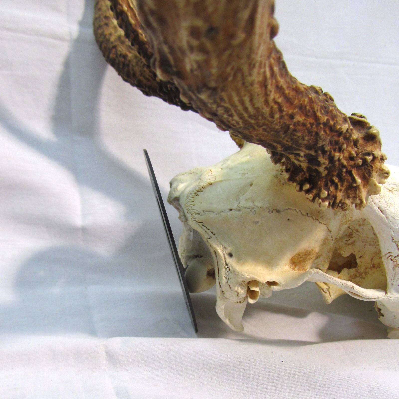 Metal European Mount Deer Skull Hanger Bracket Hook