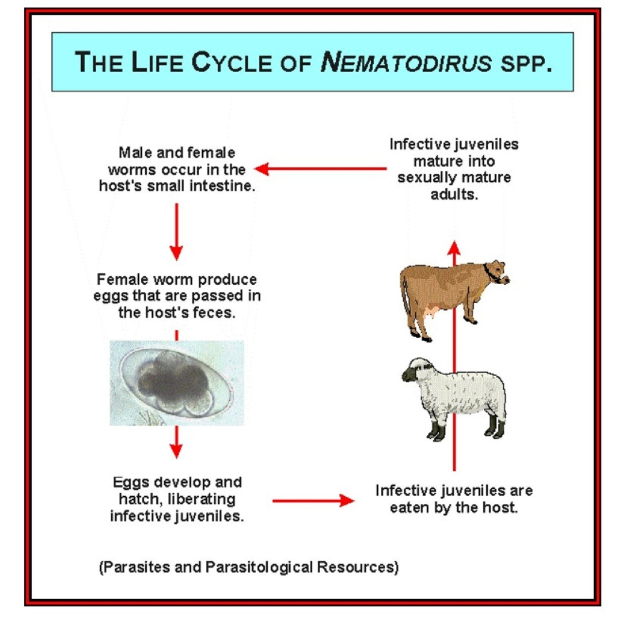 Sheep, Goat & Ruminants Anti-Parasites Anti-Worms - Dewormer - Made in USA