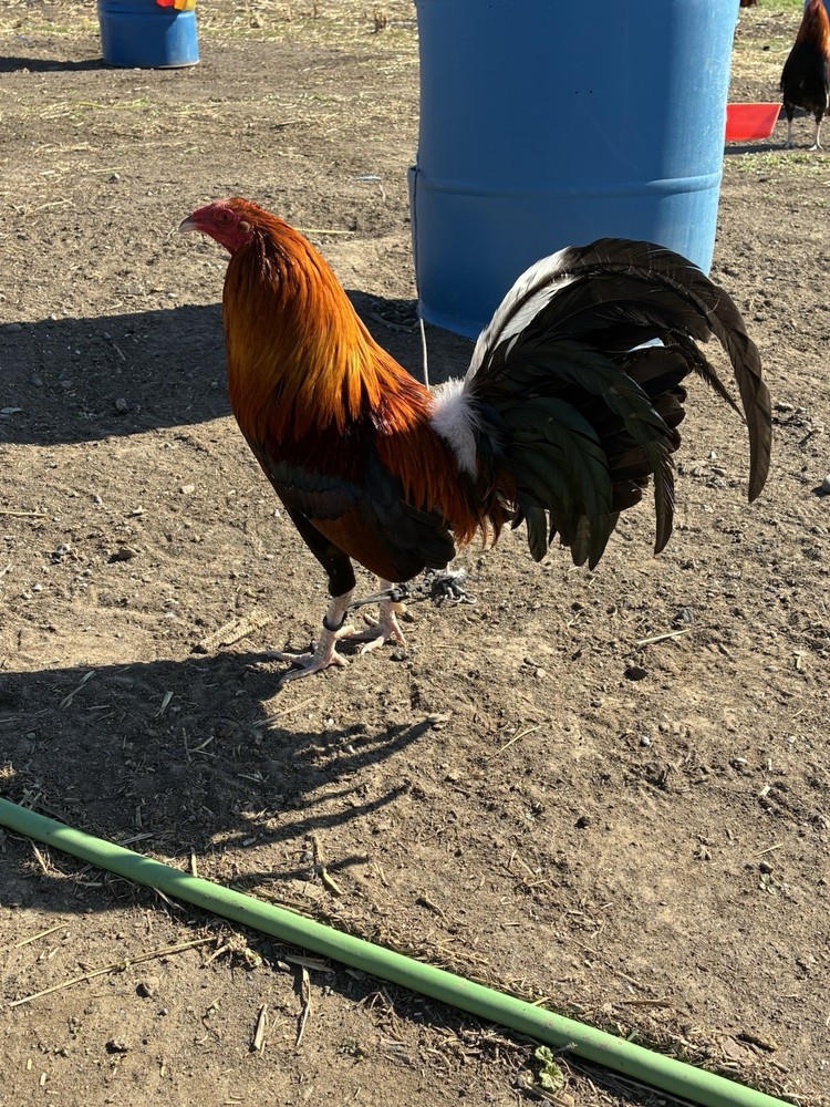 12+ Chicken Hatching Eggs