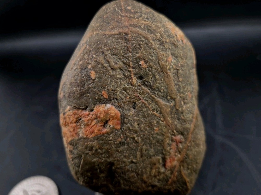 Real Permineralized Dinosaur Half Egg Embro