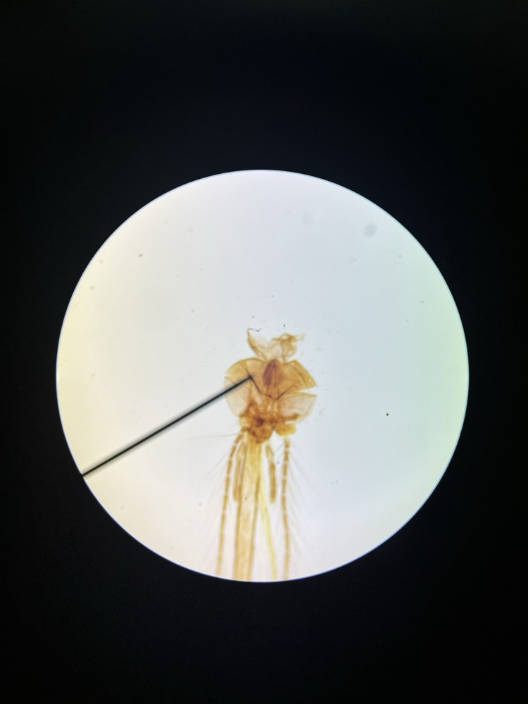 LW Scientific Explorer II Microscope with Accessories