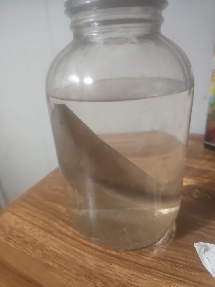 Shark Fin