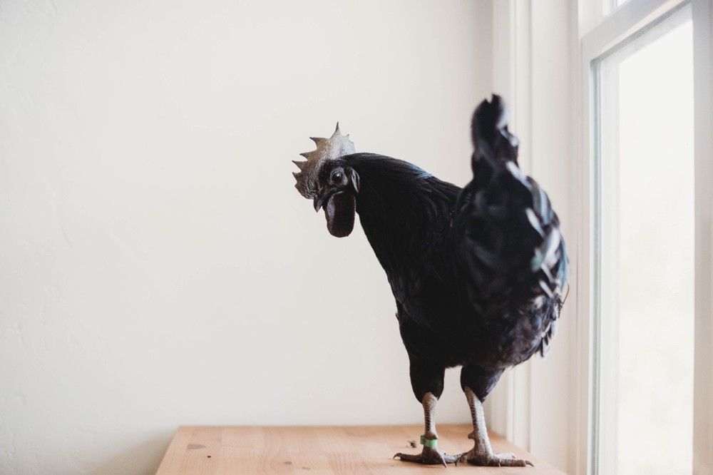 Ayam Cemani Chicken Hatching Eggs