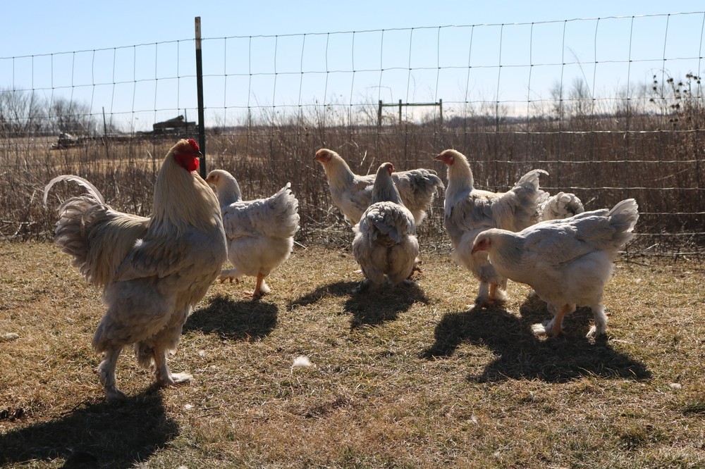 12+ Isabel Large Breed Brahma Hatching Eggs