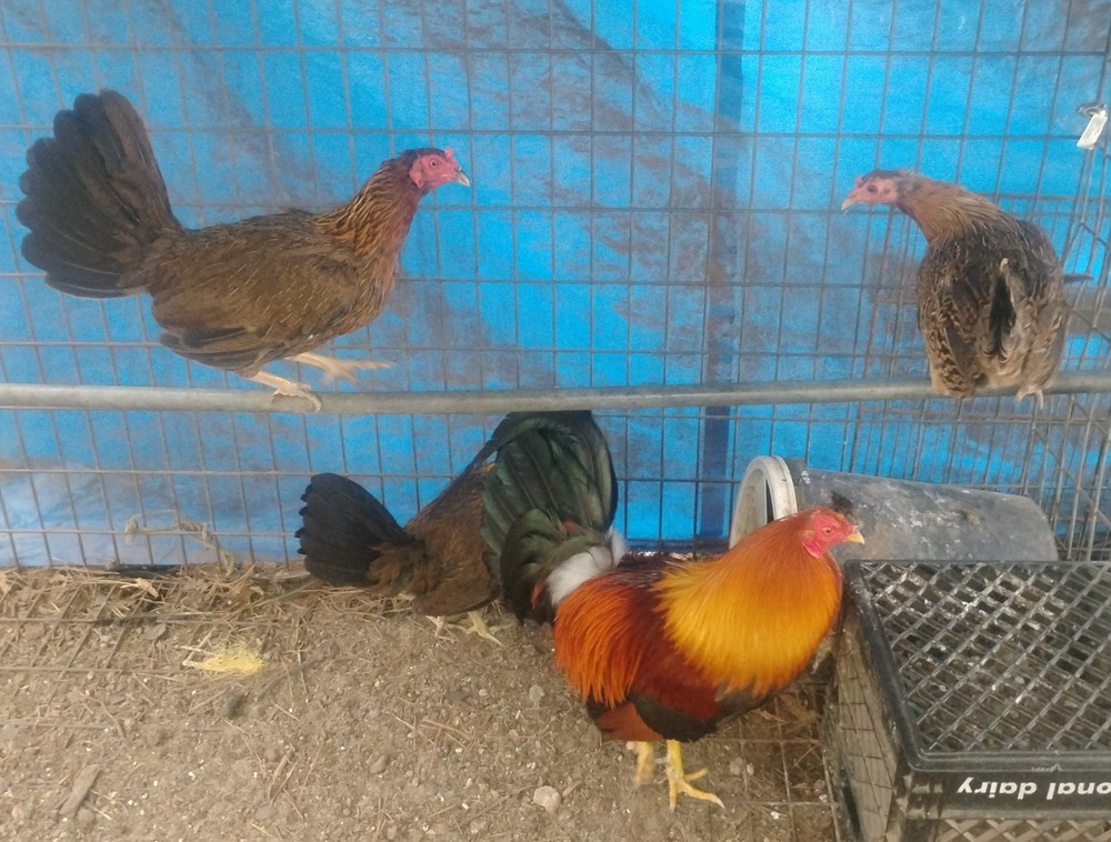 Hatchings eggs 10 ++Red/pumpkin