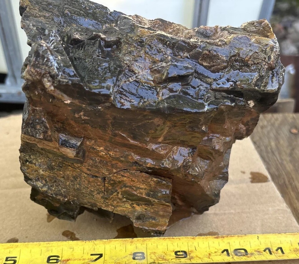 Colorful petrified wood