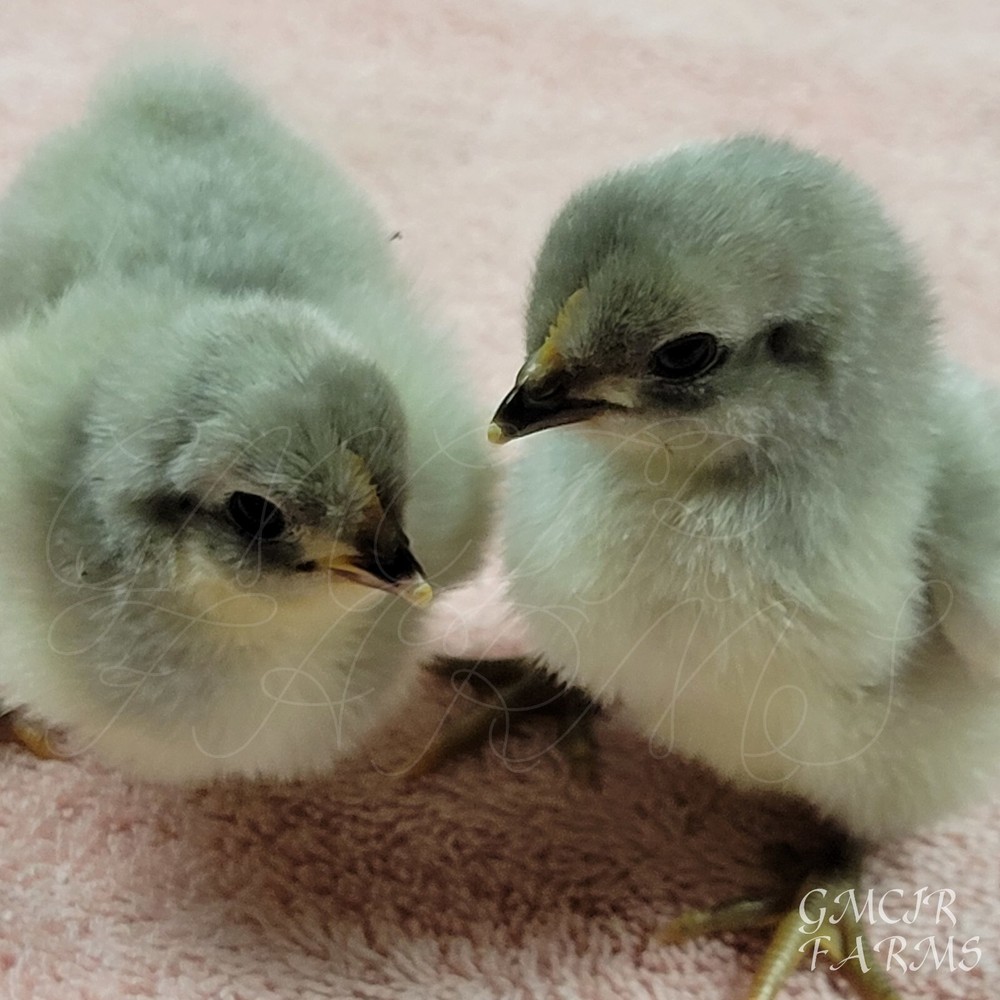 12 +2/ RARE BREED Lavender Orpington Hatching Eggs