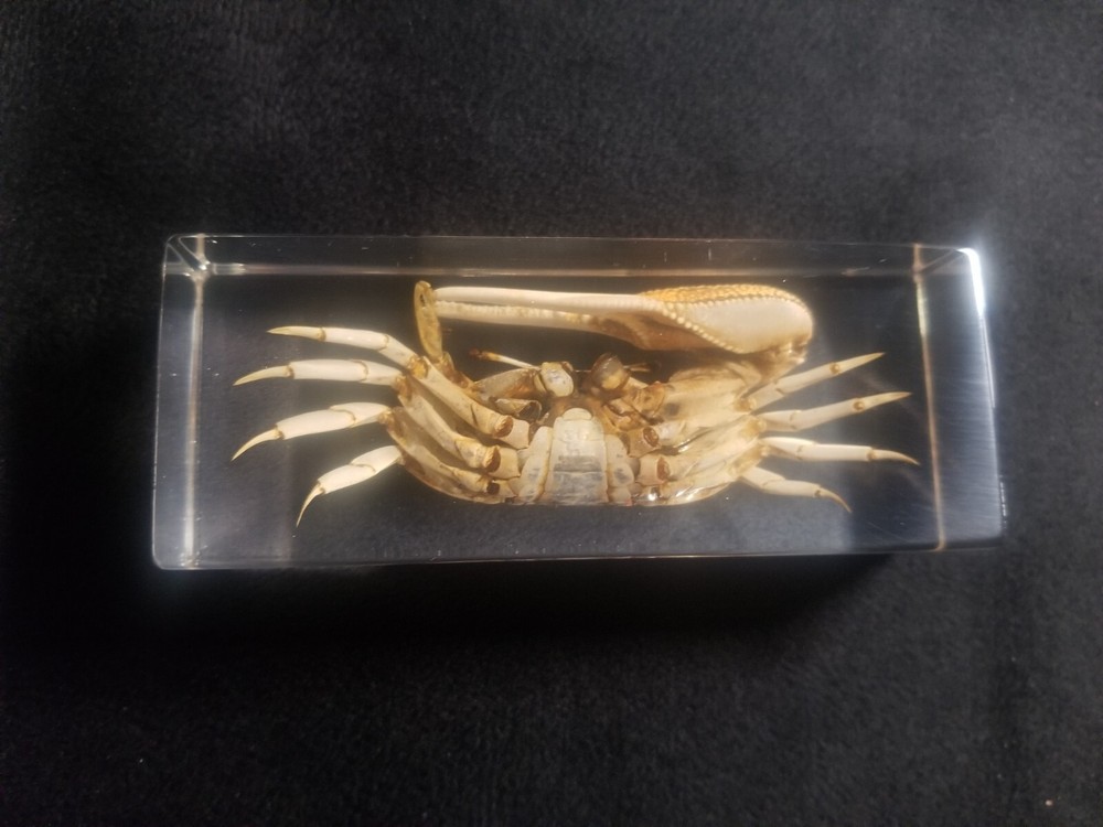 Fiddler Crab