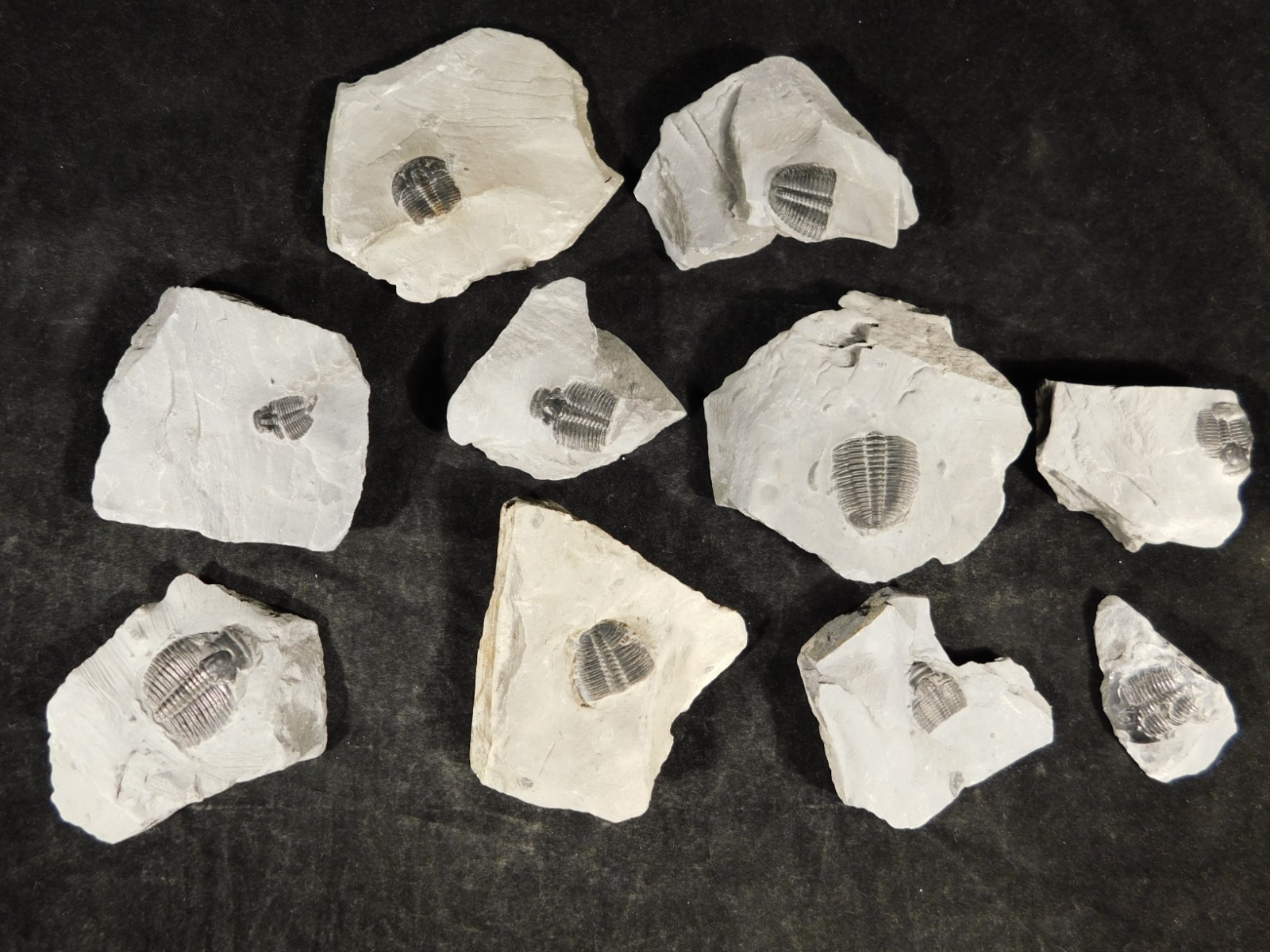 BIG Lot of TEN! 100% Natural Elrathia TRILOBITE Fossils in Matrix Utah 379gr