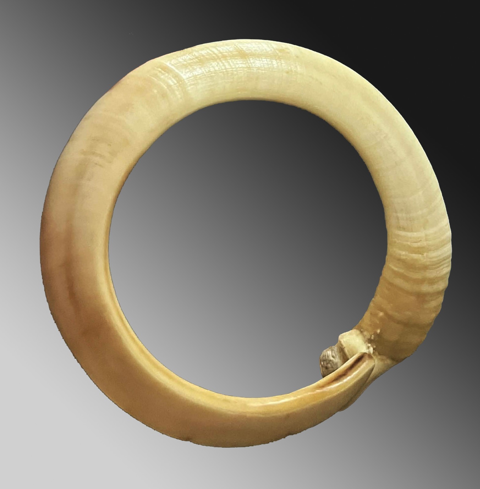 Pig tusk bracelet Currency exchange Vanuatu