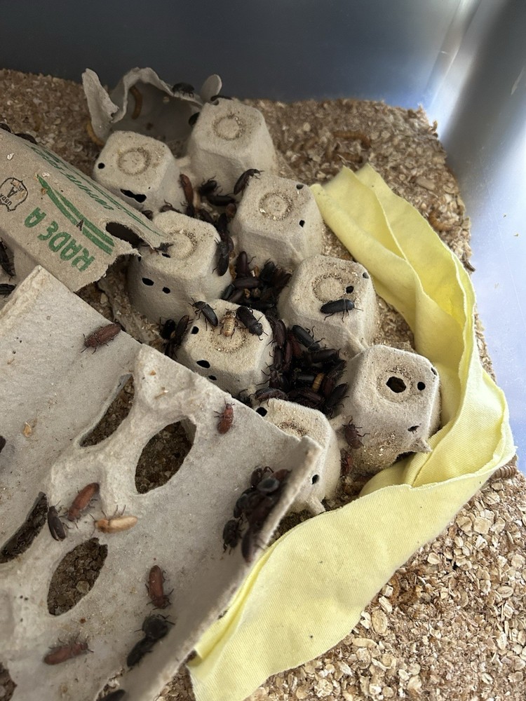 150 Live Darkling Beetles