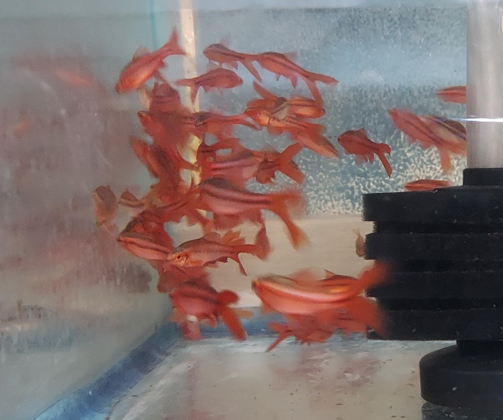 4 BEAUTIFUL LONG FIN CHERRY BARB UNSEXED (Puntius titteya)